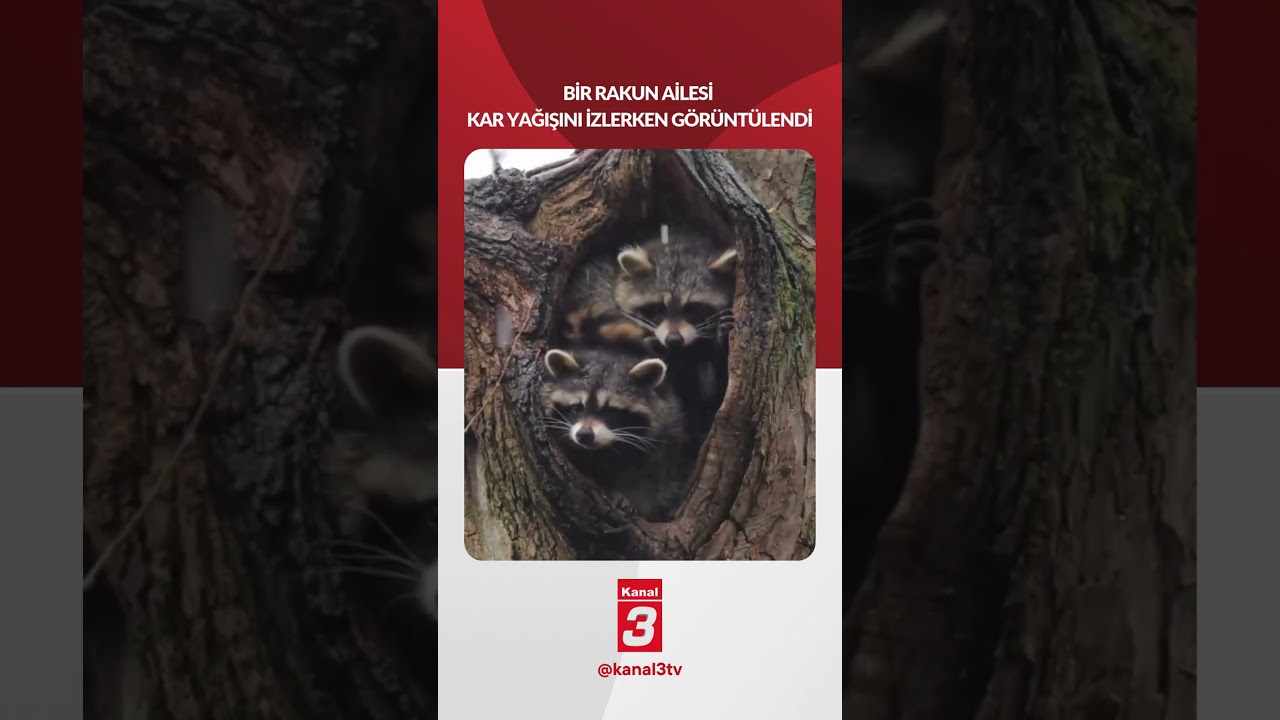Bir ”Rakun ailesi” kar yağışını izlerken görüntülendi!