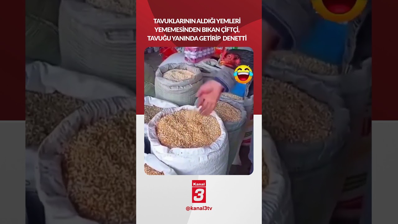 Tavuklarının aldığı yemleri yememesinden bıkan çiftçi, tavuğu yanında getirip  denetti..