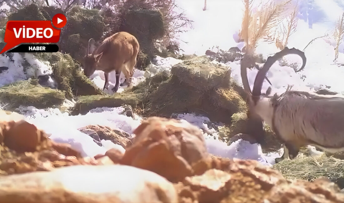 Bu kapsamda Niğde’deki Demirkazık Yaban Hayatı Geliştirme Sahası’nda da düzenli