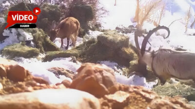 Bu kapsamda Niğde’deki Demirkazık Yaban Hayatı Geliştirme Sahası’nda da düzenli