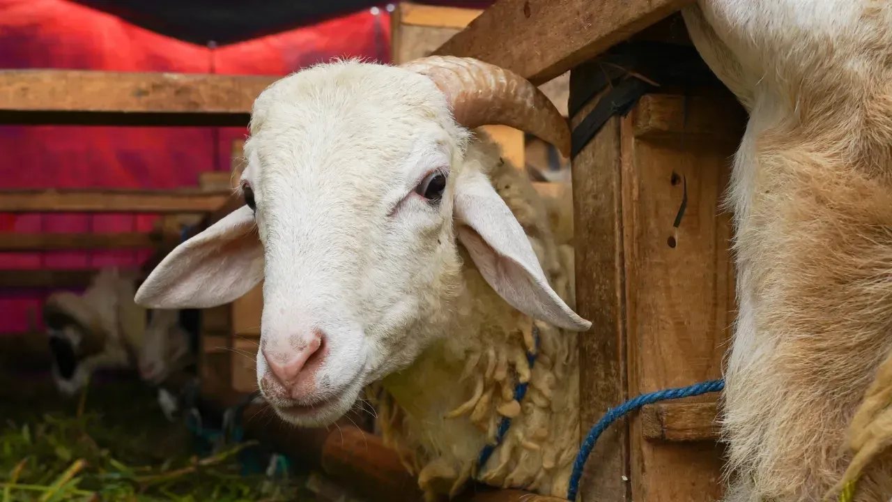 Close-up of a white goat with curved horns peering from a wooden pen.