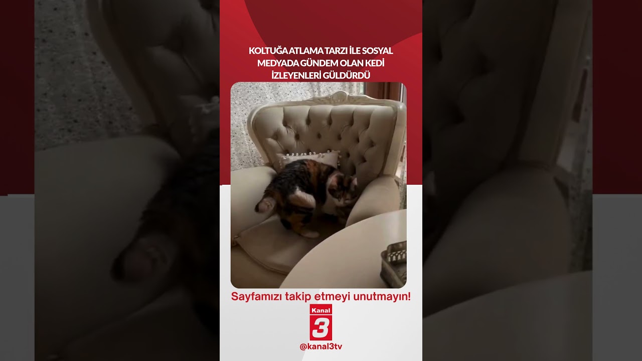 Koltuğa atlama tarzı ile sosyal medyada gündem olan kedi izleyenleri güldürdü…