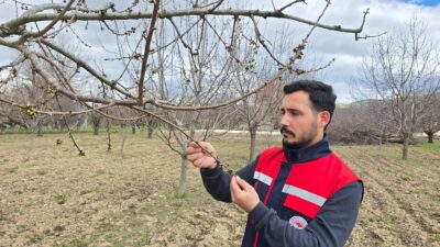 Ekipler sahada tomurcukları inceliyor Tarım ve Orman İl Müdürlüğü ile