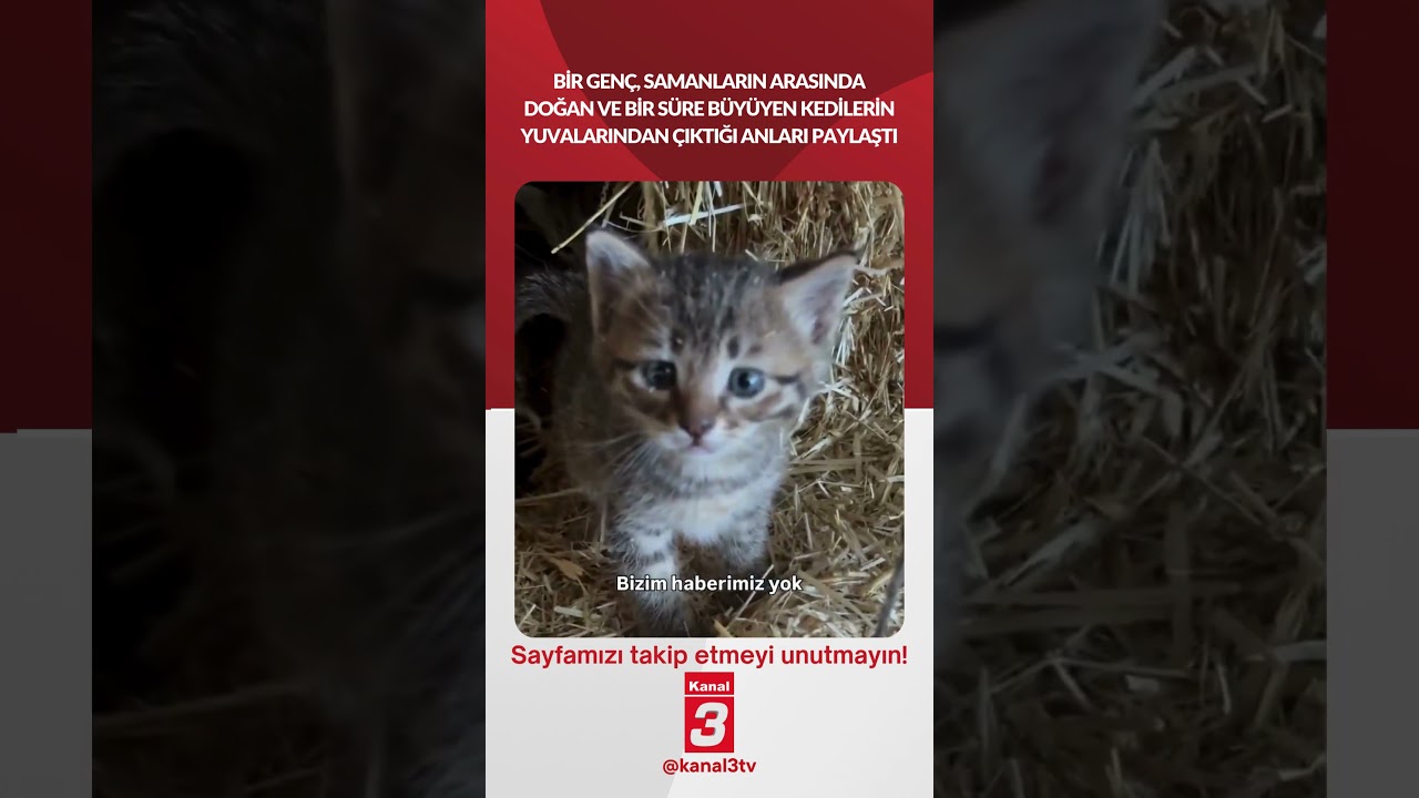 Bir genç, samanların arasında doğan, bir süre büyüyen kedilerin yuvalarından çıktığı anları paylaştı