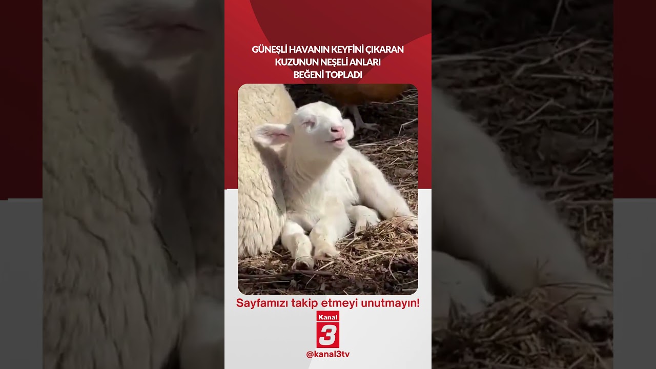 Güneşli havanın keyfini çıkaran kuzunun neşeli anları beğeni topladı…