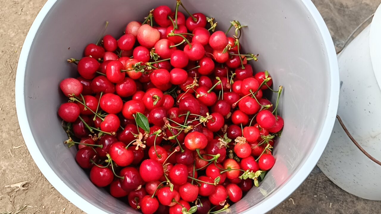AFYONKARAHİSAR (AA) – Afyonkarahisar'ın Sandıklı ilçesinde jeotermal serada kiraz hasadı