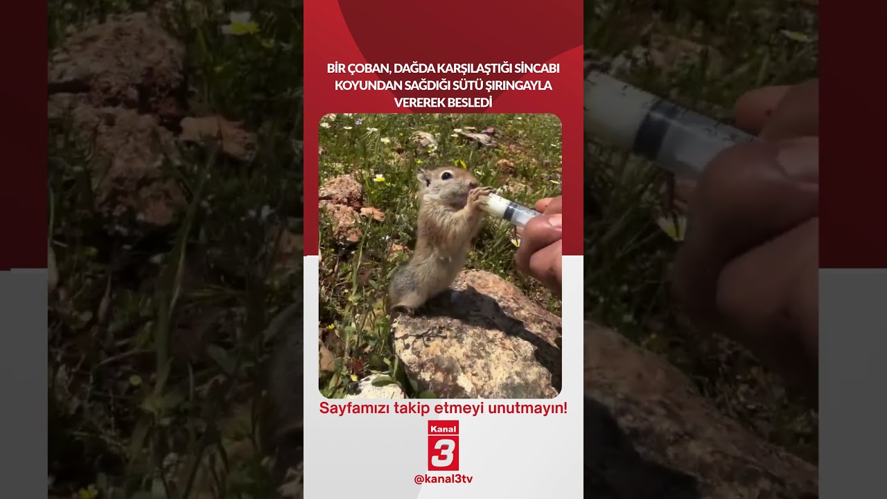 Bir çoban, dağda karşılaştığı sincabı koyundan sağdığı sütü şırıngayla vererek besledi…