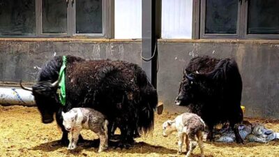 Tek seferlik başarıdan seri üretime geçiş Xizang’ın Damxung ilçesinde 25