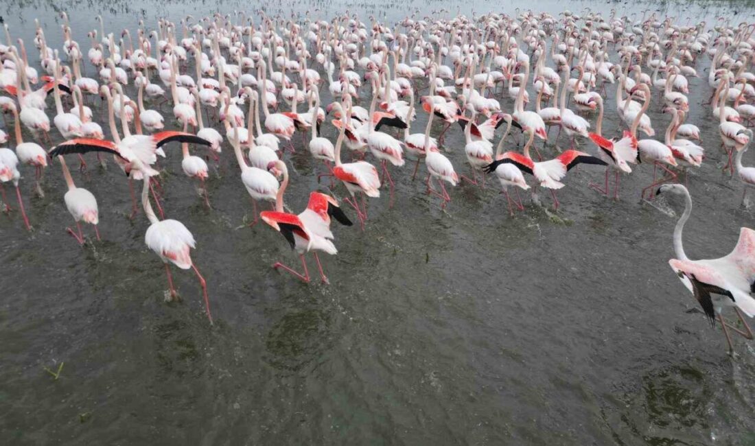 Türkiye’nin en büyük göllerinden biri olan ve kuşların göç yolunda