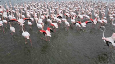 Türkiye’nin en büyük göllerinden biri olan ve kuşların göç yolunda