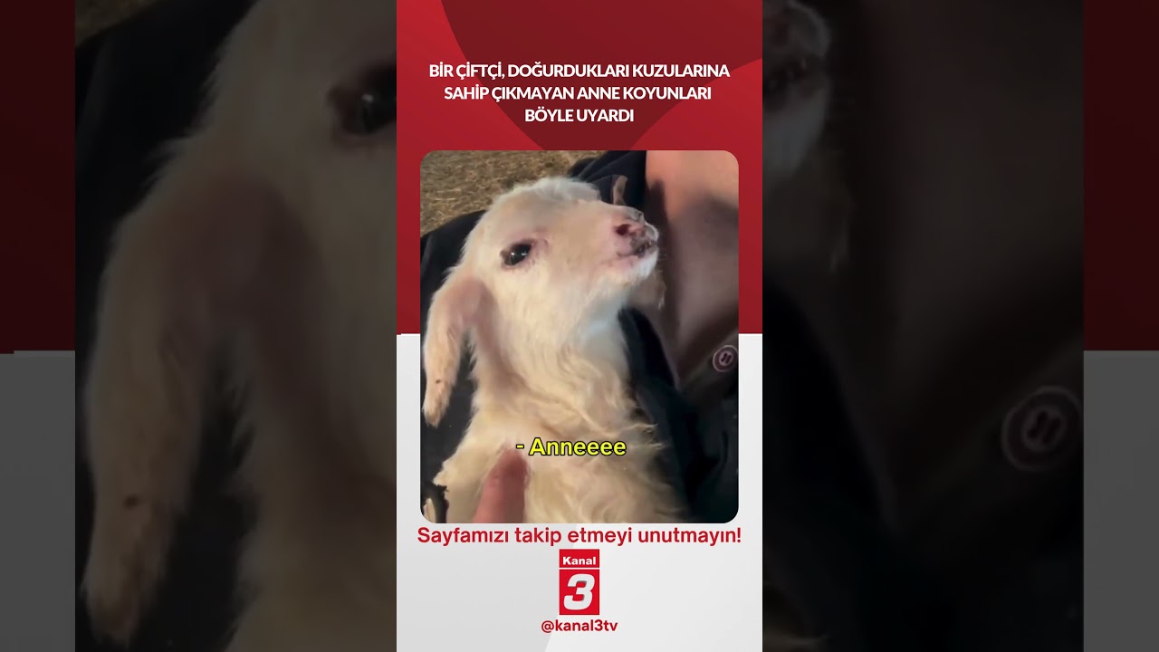 Bir çiftçi, Doğurdukları kuzularına sahip çıkmayan anne koyunları böyle uyardı!