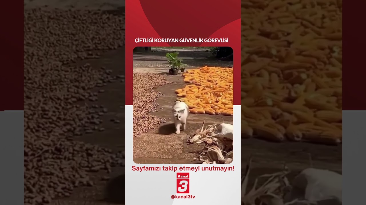 Çiftliği koruyan güvenlik görevlisi…