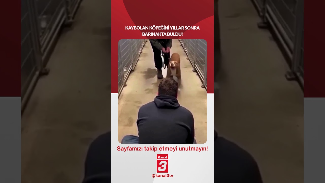 Kaybolan köpeğini yıllar sonra barınakta buldu! https://kanal3.com.tr/ Sosyal Medya Hesaplarımızı