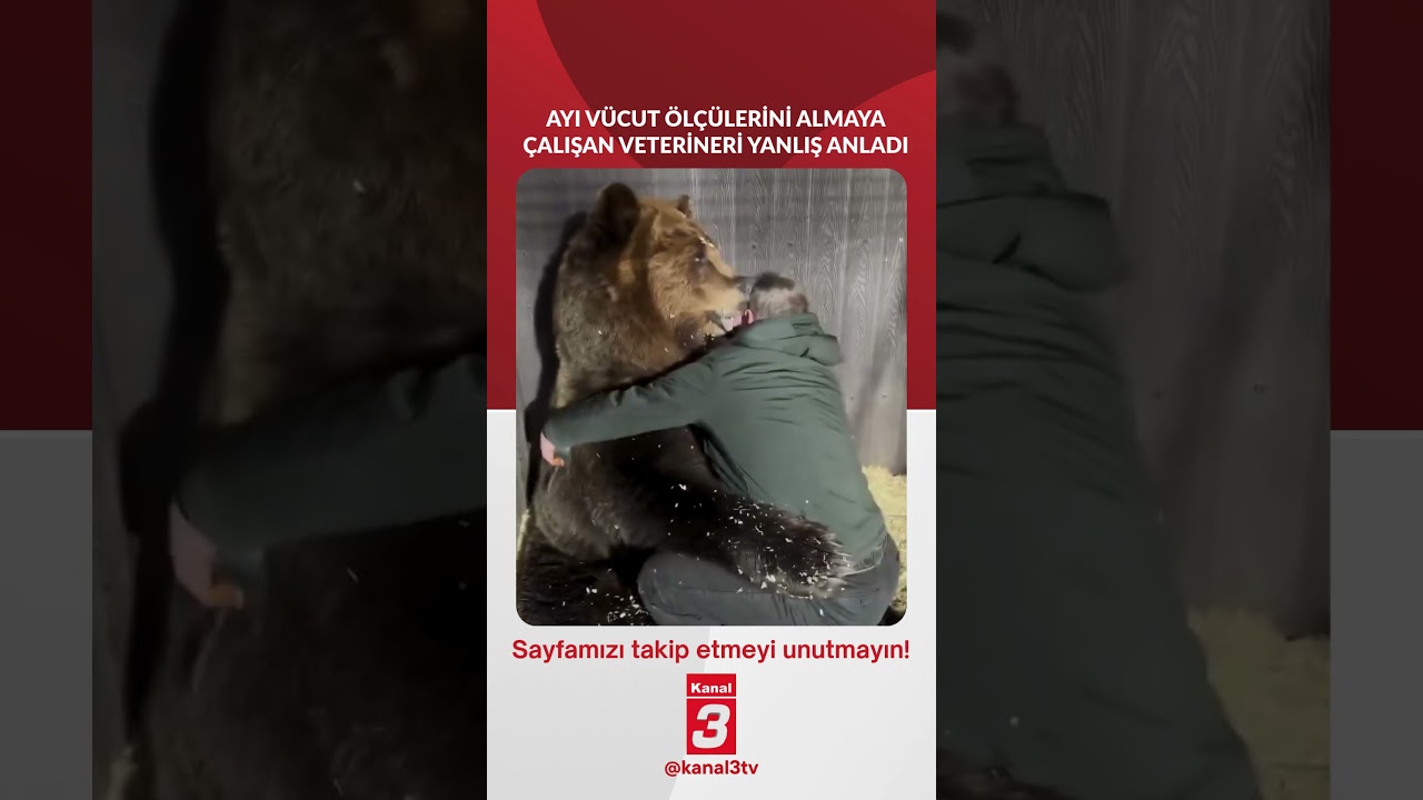 Ayı vücut ölçülerini almaya çalışan veterineri yanlış anladı..