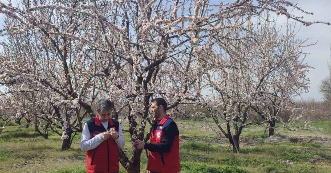 Afyonkarahisar’da zirai don uyarısı sonrası tarımsal alanlarda hasar tespit çalışmaları