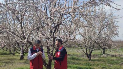 Afyonkarahisar’da zirai don uyarısı sonrası tarımsal alanlarda hasar tespit çalışmaları