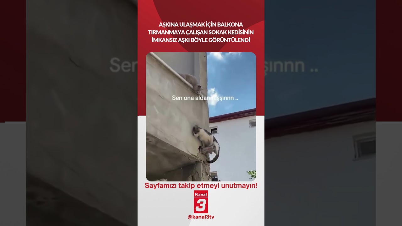 Aşkına ulaşmak için balkona tırmanmaya çalışan sokak kedisinin imkansız aşkı böyle görüntülendi!