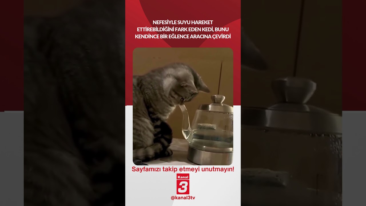 Nefesiyle suyu hareket ettirebildiğini fark eden kedi, bunu kendince bir eğlence aracına çevirdi…