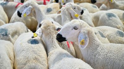 İslam dünyası için büyük öneme sahip Kurban Bayramı, 27 Mayıs
