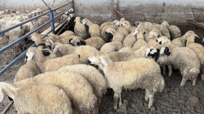 İşte pazar yerinde yanılmamanız için kurbanlık seçerken, iyi hayvanı ayırt