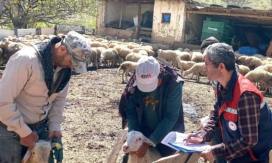 Işıklar beldesinde kuzu kontrolleri gerçekleştirildi Küçükbaş hayvan yetiştiriciliğinin geliştirilmesi hedefiyle