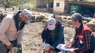 Işıklar beldesinde kuzu kontrolleri gerçekleştirildi Küçükbaş hayvan yetiştiriciliğinin geliştirilmesi hedefiyle