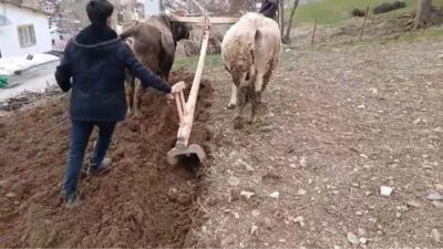 Traktörlerin giremediği yamaçlarda tek çare Sarp dağların ve derin vadilerin