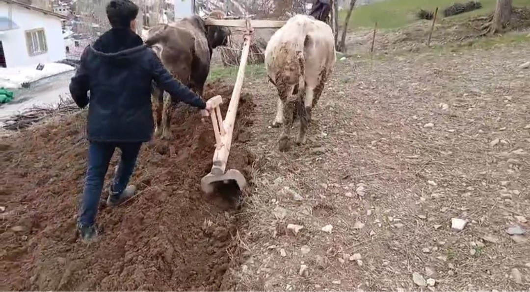 Traktörlerin giremediği yamaçlarda tek çare Sarp dağların ve derin vadilerin