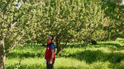 Akdeniz meyve sineğine karşı sıkı takip Afyonkarahisar Tarım ve Orman