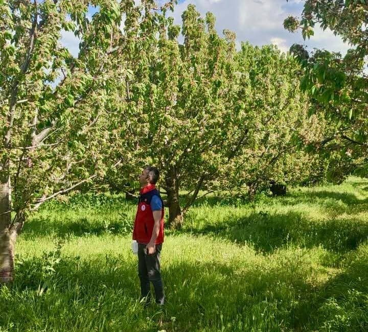 Akdeniz meyve sineğine karşı sıkı takip Afyonkarahisar Tarım ve Orman