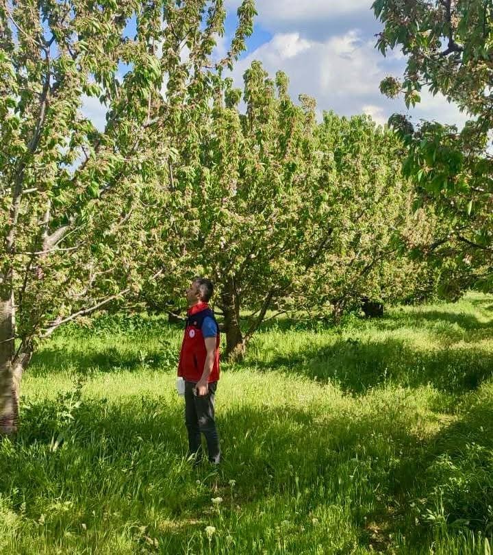 Afyonkarahisar’da kirazda rekolteyi artırma seferberliği: Sahada her bir ağaç tek tek inceleniyor!