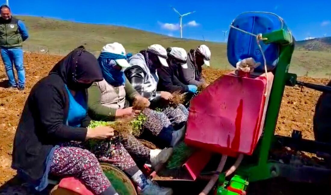 Proje kapsamında kekik fideleri ücretsiz dağıtılıyor Dinar İlçe Tarım ve