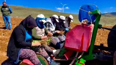 Proje kapsamında kekik fideleri ücretsiz dağıtılıyor Dinar İlçe Tarım ve