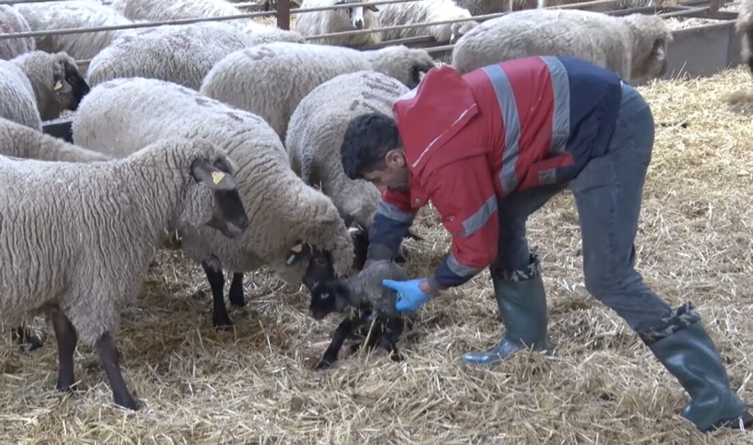 Henüz doğurmayan koyun kuzuyu kendi yavrusu sandı Çiftlikte yaşanan olayda,