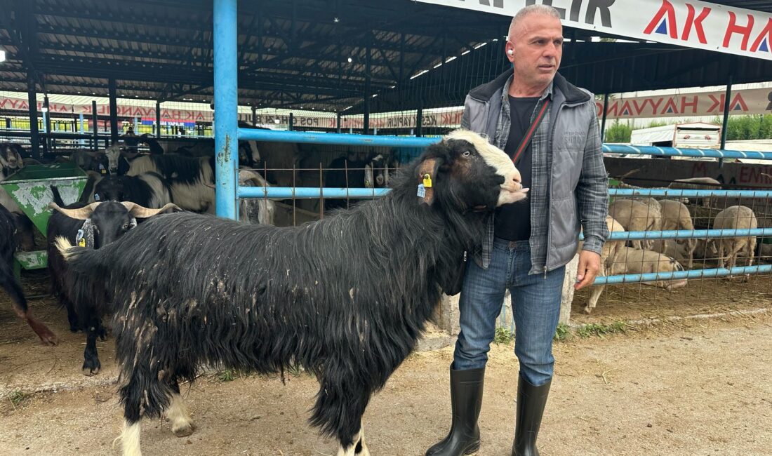 Emirdağlı besicinin gururu pazarın gözdesi oldu Afyonkarahisar’ın Emirdağ ilçesinden Bursa’daki