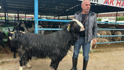 Emirdağlı besicinin gururu pazarın gözdesi oldu Afyonkarahisar’ın Emirdağ ilçesinden Bursa’daki