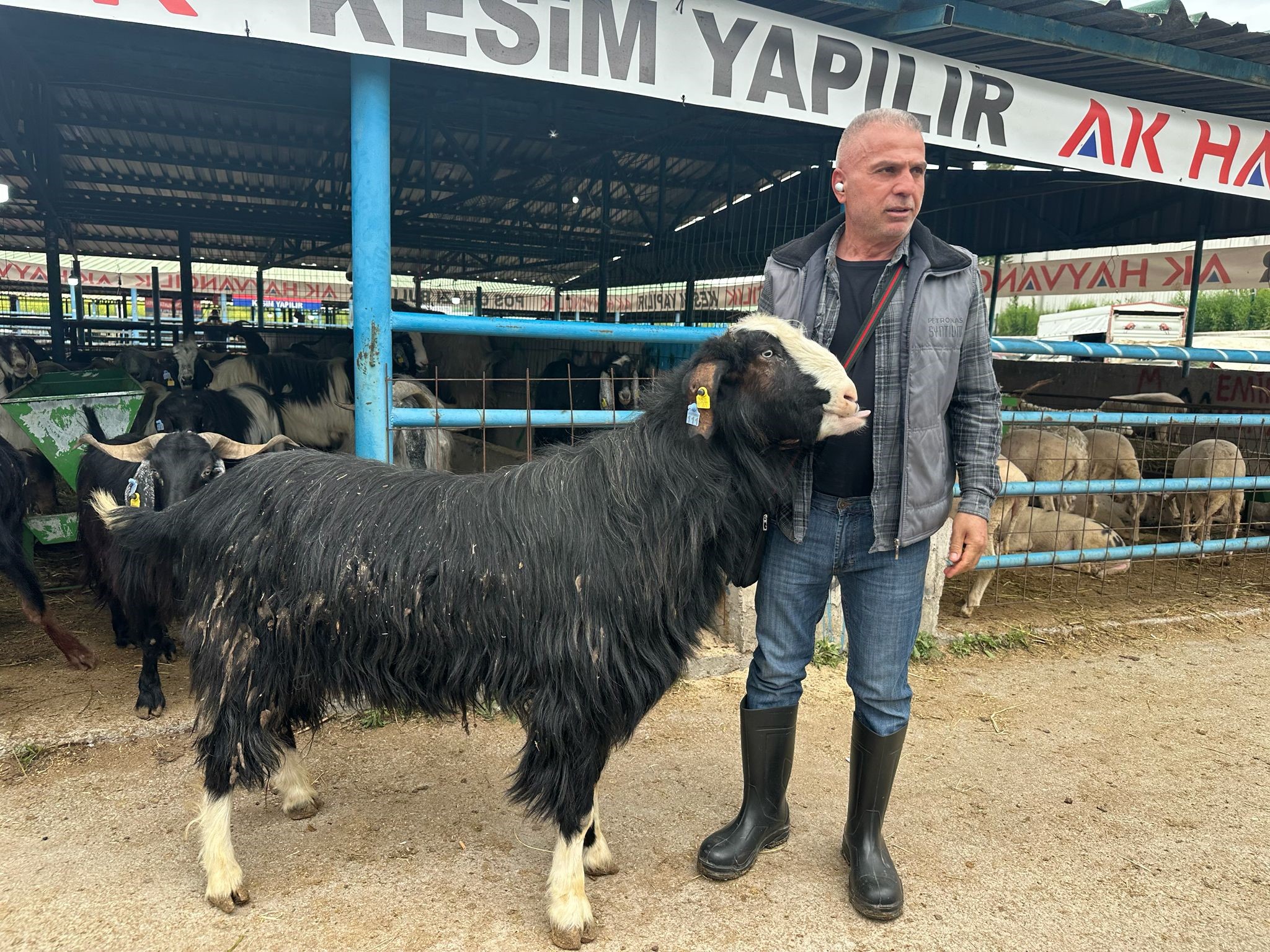 Emirdağlı besicinin gururu pazarın gözdesi oldu Afyonkarahisar’ın Emirdağ ilçesinden Bursa’daki