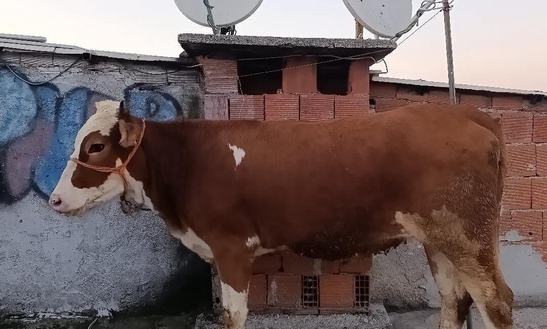 Merdivenlerden çatı katına kurbanlık yolculuğu Olay, Bursa’nın merkez Yıldırım ilçesine