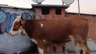 Merdivenlerden çatı katına kurbanlık yolculuğu Olay, Bursa’nın merkez Yıldırım ilçesine