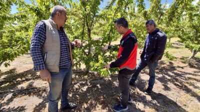 Sultandağı’nda kiraz bahçeleri tarandı Denetimler kapsamında kiraz üretimiyle öne çıkan