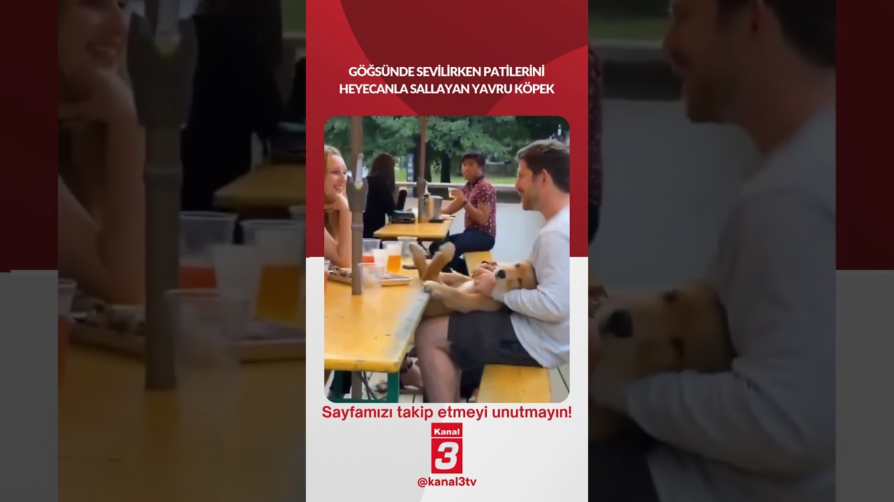 Göğsünde sevilirken patilerini heyecanla sallayan yavru köpek…