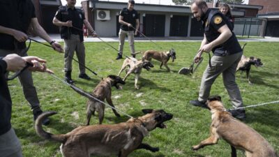 EGM Narkotik Suçlarla Mücadele Başkanlığına bağlı Köpek Eğitim Merkezi’nde (KEM)