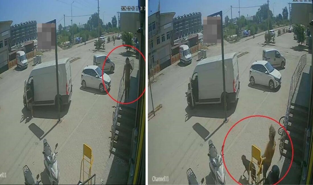 Önce kediyi ezdi, sonra köpeği tekmeledi Dehşet verici olay, 10