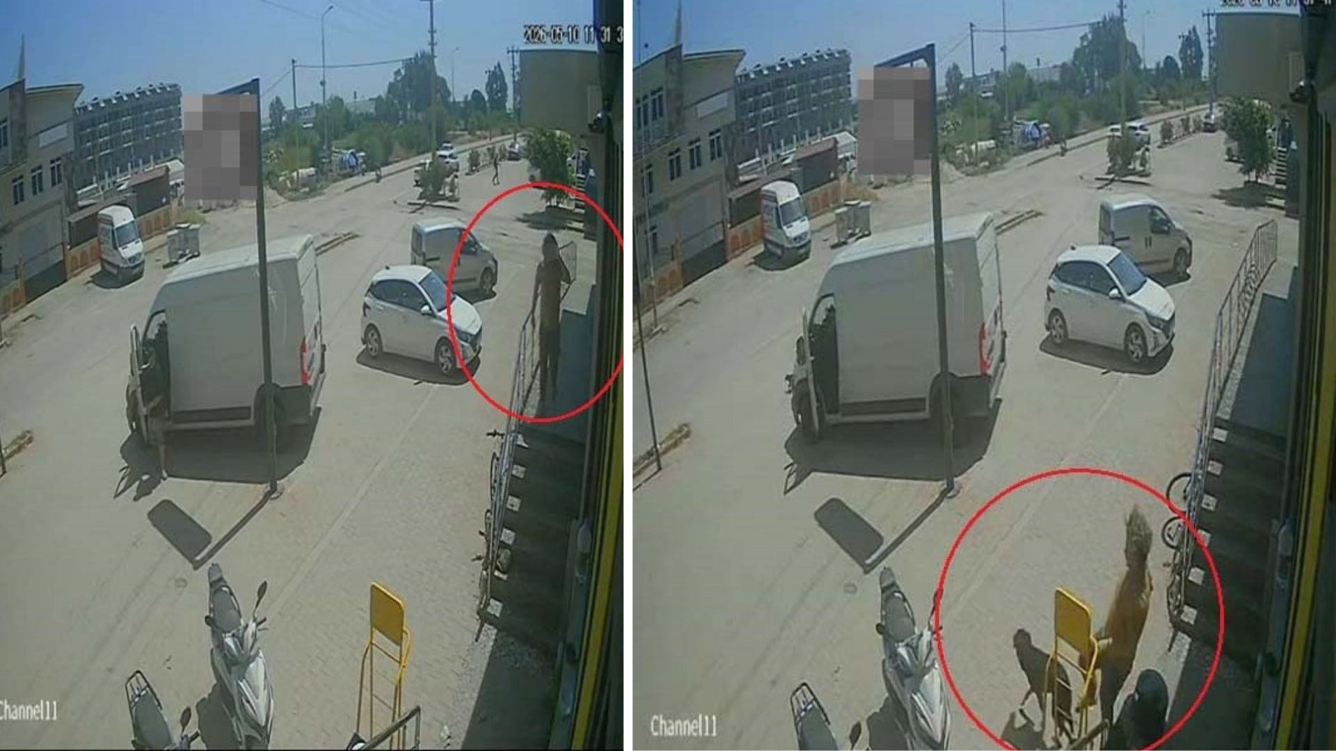 Sen kendi ülkende bunu yapabilir misin? Köpeğe tekme atan Rus hakkında karar verildi!