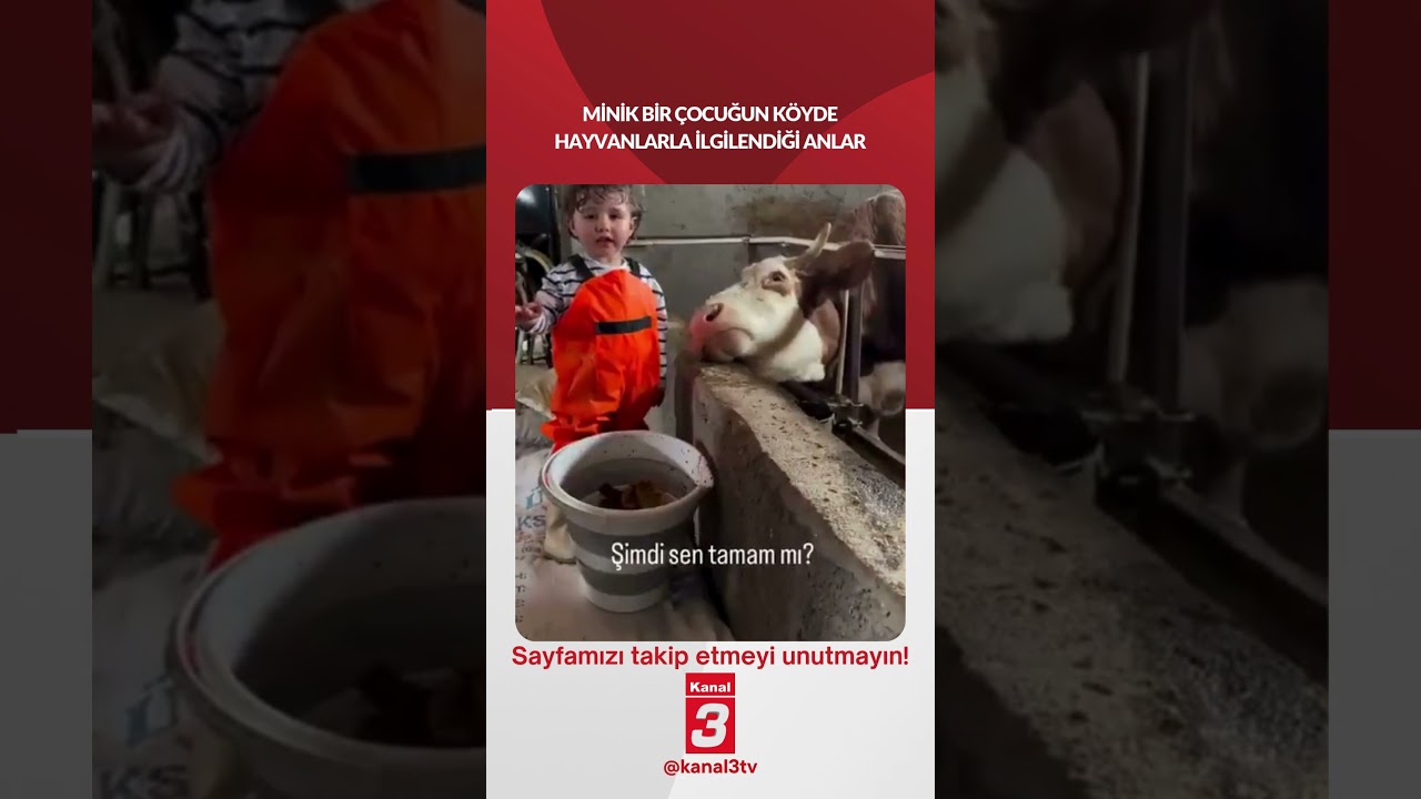 Minik bir çocuğun köyde hayvanlarla ilgilendiği anlar…