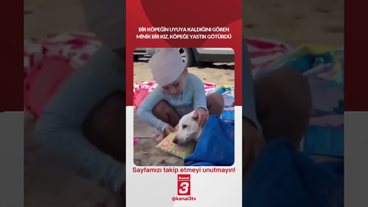 Bir köpeğin uyuya kaldığını gören minik bir kız, köpeğe yastık götürdü…