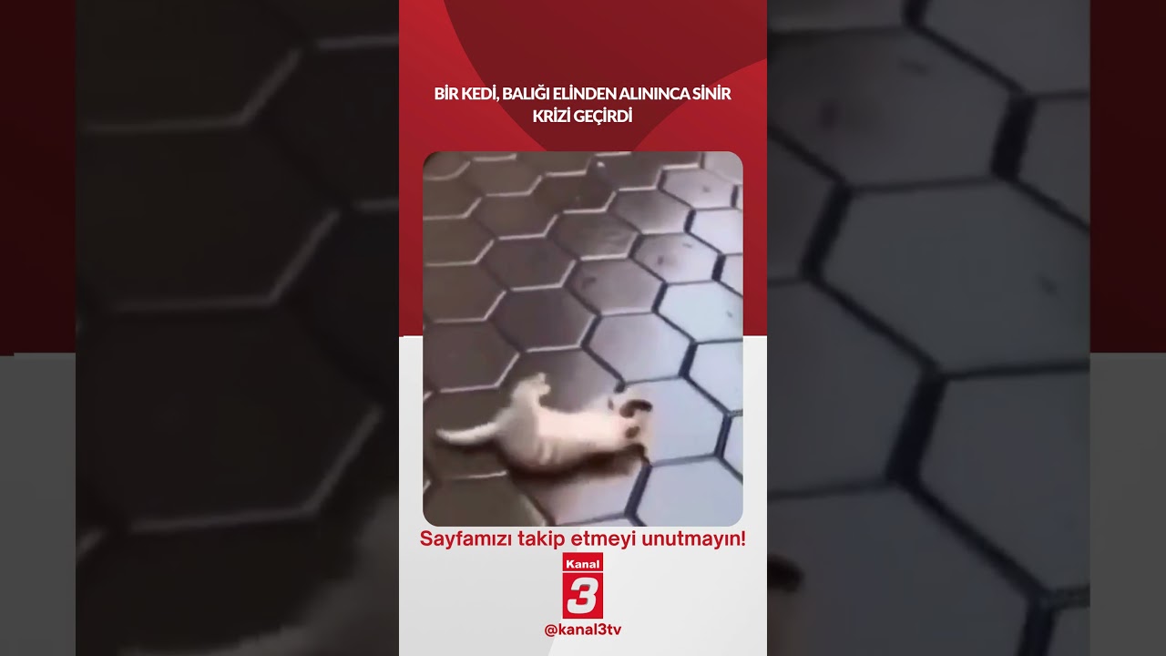 Bir kedi, balığı elinden alınınca sinir krizi geçirdi…
