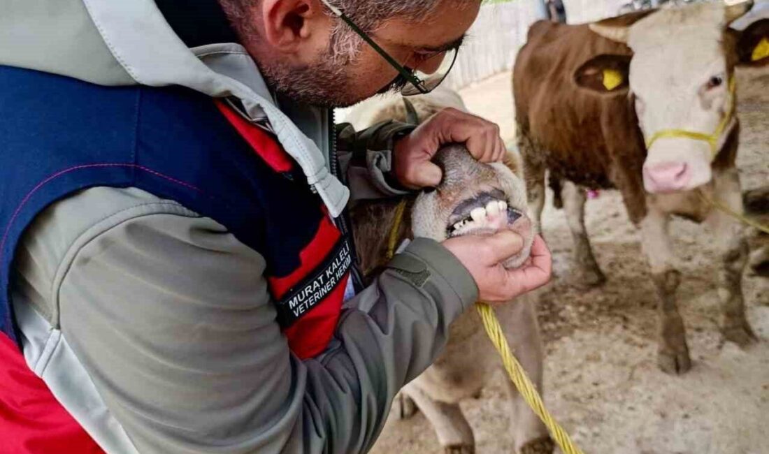 Afyonkarahisar İl Tarım ve Orman Müdürlüğü ekipleri tarafından hayvan pazarlarına