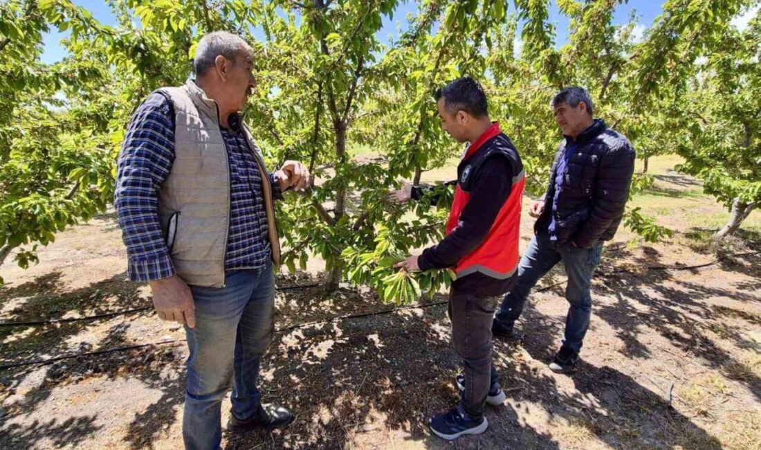 Afyonkarahisar’da kiraz üretim alanlarında zararlı takibi ve ürün kontrolleri yapılmaya