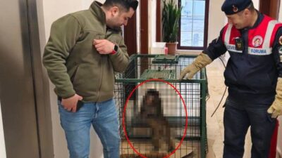 Ekiplerin titiz çalışmasıyla yakalandı Bölgeye ulaşan ekipler, çevre güvenliğini alarak